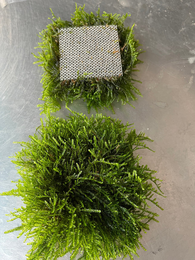 Live Weeping Moss Aquatic Plant on Mesh for Freshwater Aquarium Decor