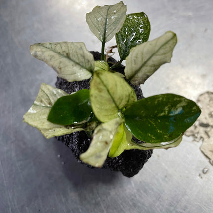 Anubias Pinto Rare Live Aquarium Plant – Stunning White & Green Foliage