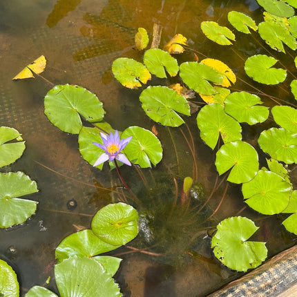 Vibrant Live Aquatic Water Lily Plant for Beautiful Freshwater Aquariums