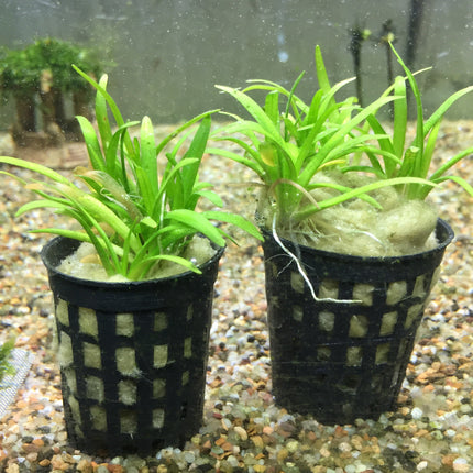 Easy Care Freshwater Aquatic Plant, Sagittaria Sabulata, Live Aquarium Foreground Midground Plant