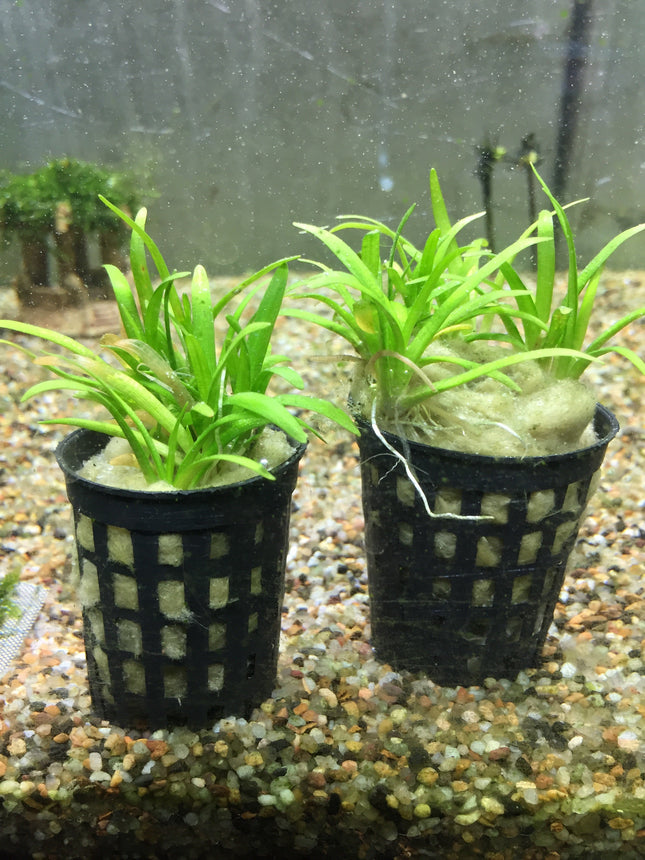 Easy Care Freshwater Aquatic Plant, Sagittaria Sabulata, Live Aquarium Foreground Midground Plant