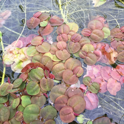 Vibrant Red Root Floaters Live Aquarium Plant Packet - Easy Floating Aquatic Decor