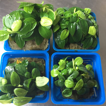 Dwarf Anubias Mini Golden Nana Live Aquarium Plant - Easy Low Light