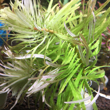 Ludwigia Inclina Cuba Aquascape Plant: Easy Vibrant Red Coppery Aquarium Stem