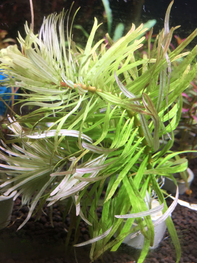 Ludwigia Inclina Cuba Aquascape Plant: Easy Vibrant Red Coppery Aquarium Stem