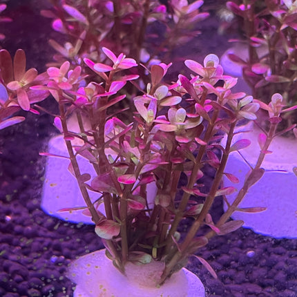 Rotala Wayanad Vibrant Red Aquarium Plant - Midground CO2 Required Live Flora