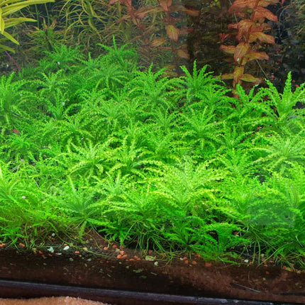 Pogostemon Helferi 'Downoi' Little Star Aquatic Foreground Plant for Aquariums