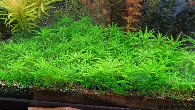 Pogostemon Helferi 'Downoi' Little Star Aquatic Foreground Plant for Aquariums