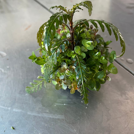 Vibrant Mixed Aquatic Plants Wabikusa Ball for Easy Aquarium Ecosystem