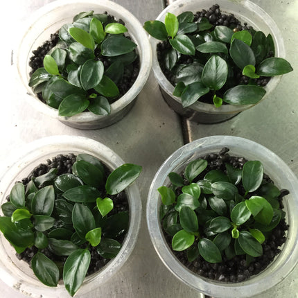 Compact Anubias Nana 'Japan' Live Aquarium Plant – Easy Care Low Light