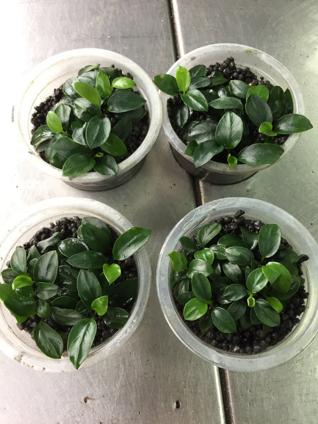 Compact Anubias Nana 'Japan' Live Aquarium Plant – Easy Care Low Light