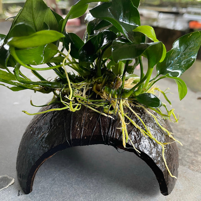 Anubias Nana Live Aquarium Plant on Coconut Husk - Easy Care