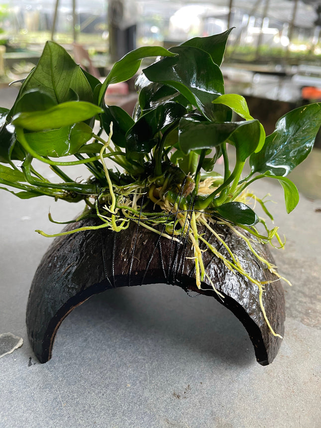 Anubias Nana Live Aquarium Plant on Coconut Husk - Easy Care