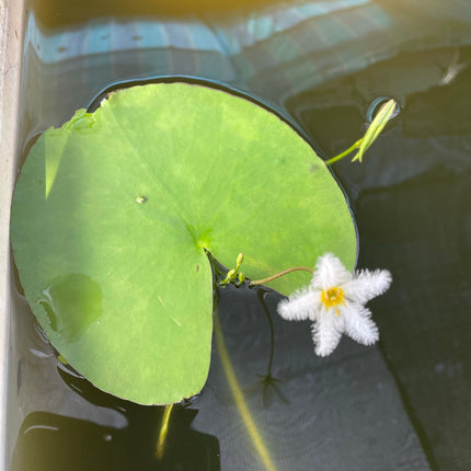Live Nymphoides Indica Water Snowflake Aquatic Plant for Aquarium & Pond