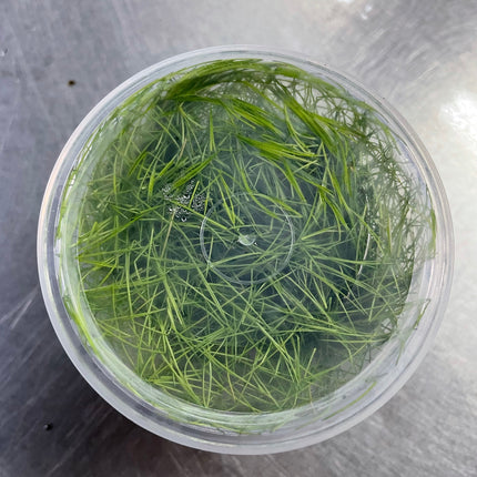 Premium Eleocharis Acicularis Needle Leaf Grass Tissue Culture Aquatic Plant