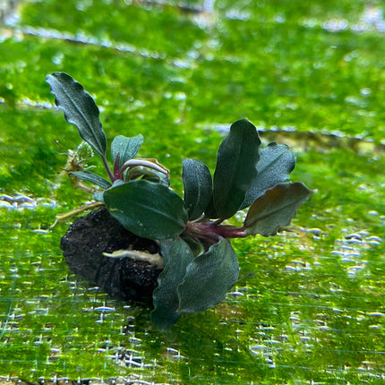 Bucephalandra Brownie Ghost Aquarium Plant: Easy Care, Vibrant, Low Light Aquatic Plant