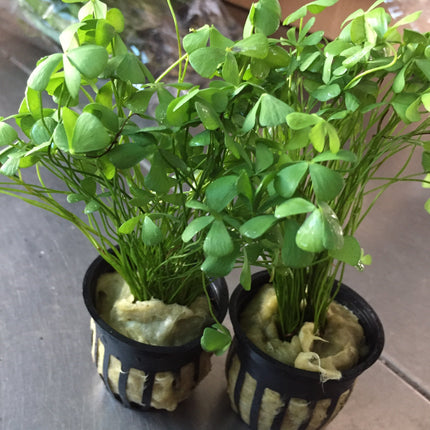 Marsilea Crenata Live Aquarium Plant - Easy Carpet Foreground for Freshwater Tanks