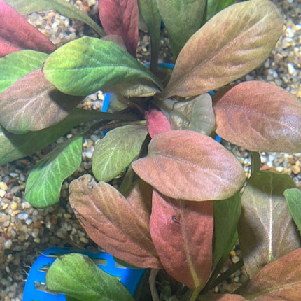 Vibrant Red Samolus Parviflorus Live Aquatic Plant for Freshwater Aquariums
