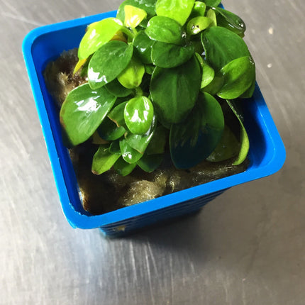 Dwarf Anubias Mini Golden Nana Live Aquarium Plant - Easy Low Light