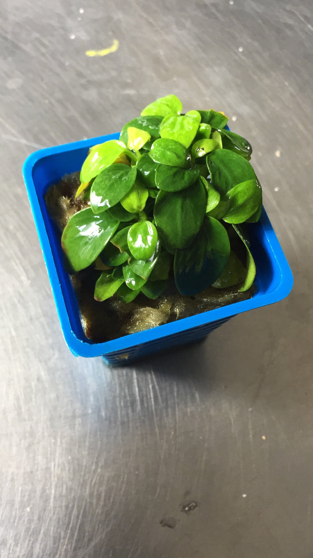 Dwarf Anubias Mini Golden Nana Live Aquarium Plant - Easy Low Light