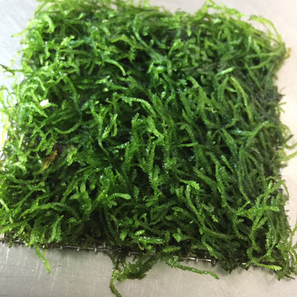 Vibrant Flame Moss Live Aquarium Plant on Mesh for Easy Aquascaping