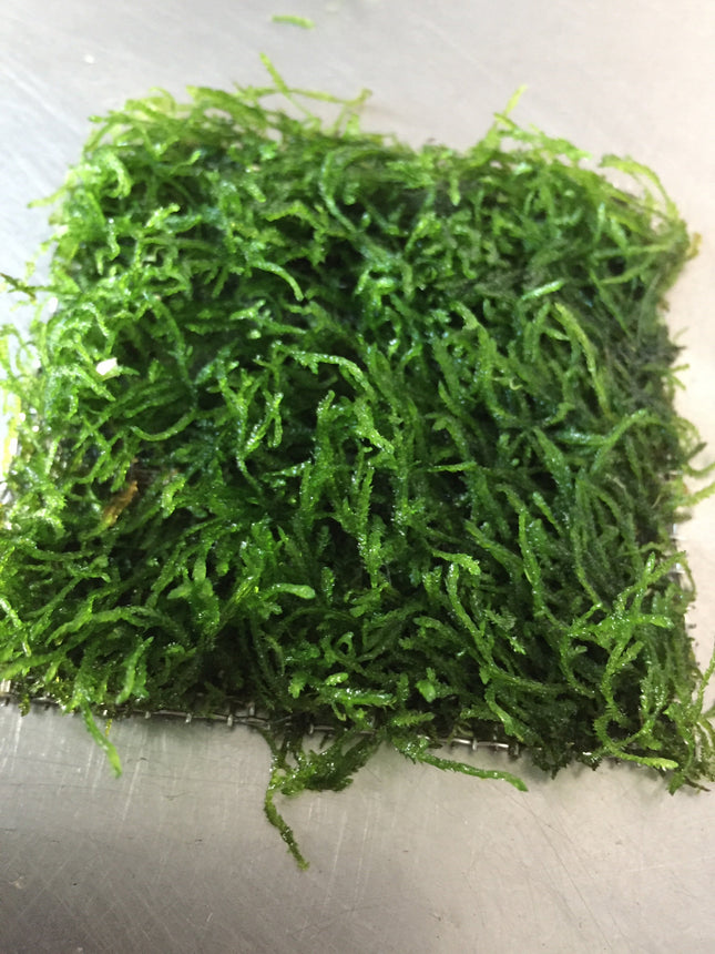 Vibrant Flame Moss Live Aquarium Plant on Mesh for Easy Aquascaping