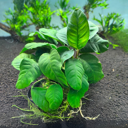 Anubias Coffeefolia: Hardy Aquarium Plant, Low Light, Easy Care, Vibrant Green