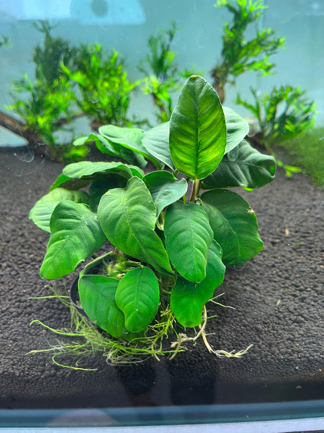 Anubias Coffeefolia: Hardy Aquarium Plant, Low Light, Easy Care, Vibrant Green