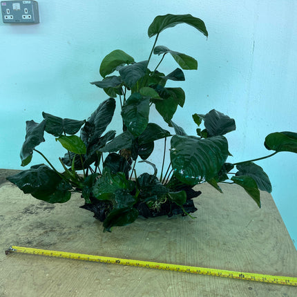 Premium XL Anubias Barteri Live Aquatic Plant on Natural Driftwood Decor