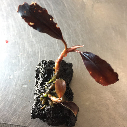 Rare Bucephalandra Brownie Ghost 2011 Aquatic Plant - Intense Purple Lilac Color