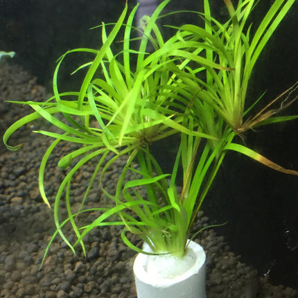 Juncus Repens Live Aquatic Plant: Easy Care, Versatile Red Green Aquascape Grass