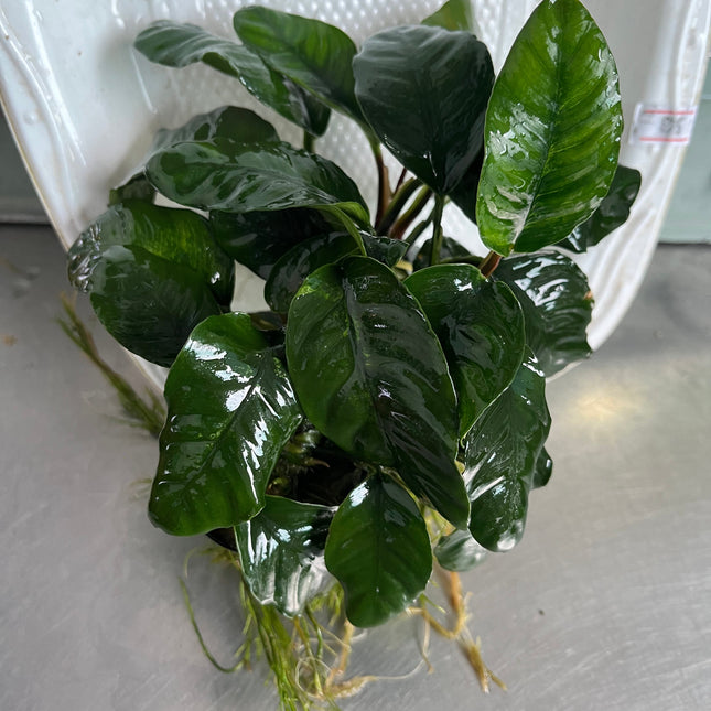 Anubias Coffeefolia: Hardy Aquarium Plant, Low Light, Easy Care, Vibrant Green
