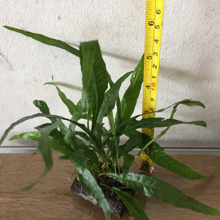 Hardy Java Fern on Mini Wood/Rock: Easy Aquarium Plant Decor