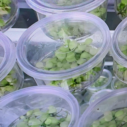 Premium Variegated Anubias Nana Live Aquarium Plant – Easy Low Light Aquatic Foliage