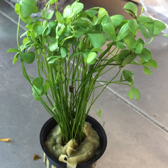 Marsilea Crenata Live Aquarium Plant - Easy Carpet Foreground for Freshwater Tanks