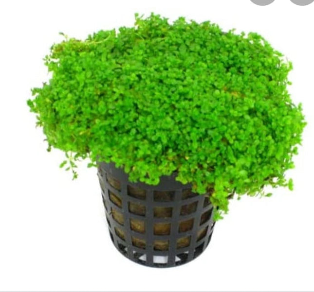 Lush Dwarf Baby Tears Live Aquarium Plant - Hemianthus Callitrichoides Carpet
