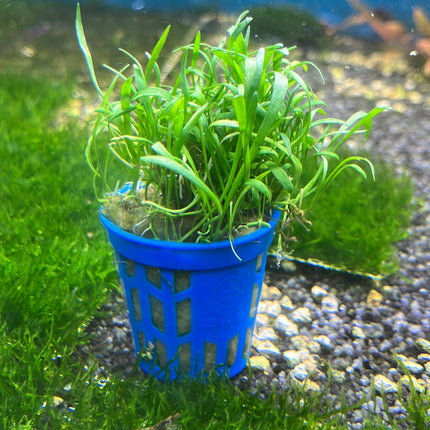 Lilaeopsis Brasiliensis Dwarf Micro Sword Aquarium Plant Carpet Foreground
