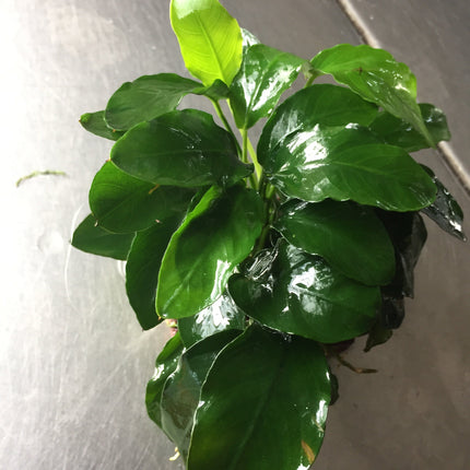 Miniature Anubias Nana Bonsai Live Aquarium Plant Easy Low Light Aquatic