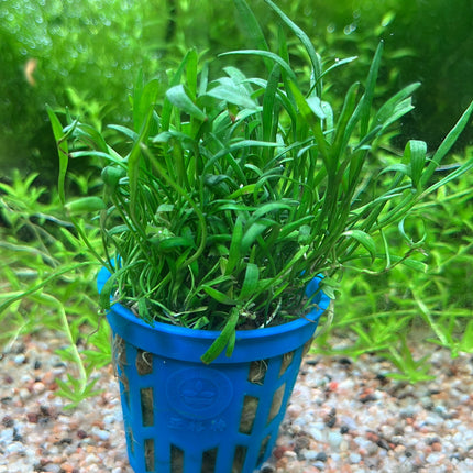 Lilaeopsis Brasiliensis Dwarf Micro Sword Aquarium Plant Carpet Foreground