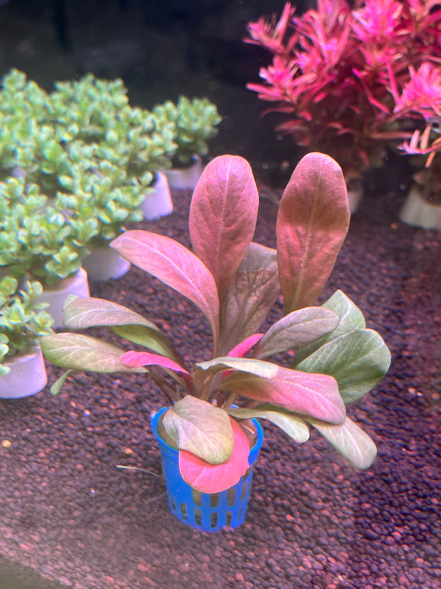 Vibrant Red Samolus Parviflorus Live Aquatic Plant for Freshwater Aquariums