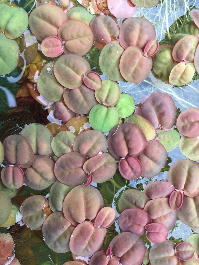 Vibrant Red Root Floaters Live Aquarium Plant Packet - Easy Floating Aquatic Decor