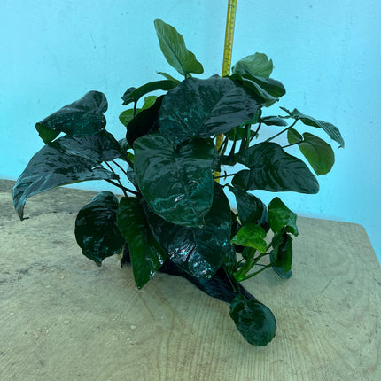 Premium XL Anubias Barteri Live Aquatic Plant on Natural Driftwood Decor