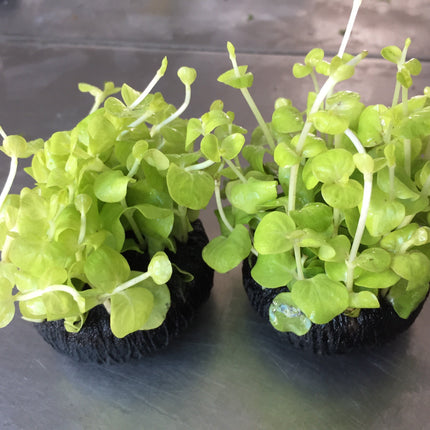 Vibrant Golden Creeping Jenny Lysimachia Nummularia Aurea Wabi Kusa Aquatic Plant