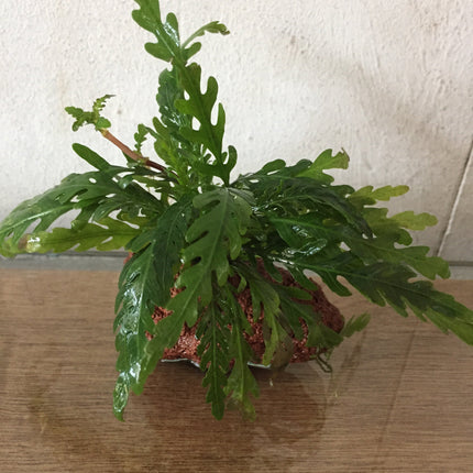 Hygrophila pinnatifida (Rocks)