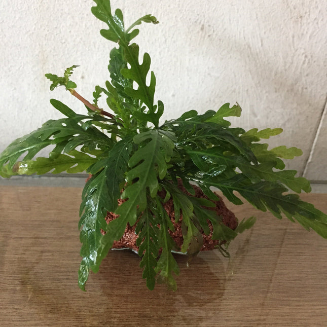 Hygrophila pinnatifida (Rocks)