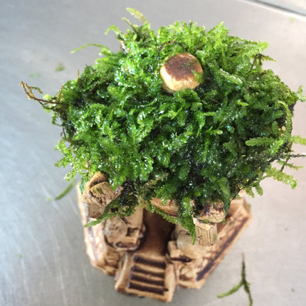 Premium Live Moss Hexagonal Aquarium Pavilion Decor for Fish Tanks