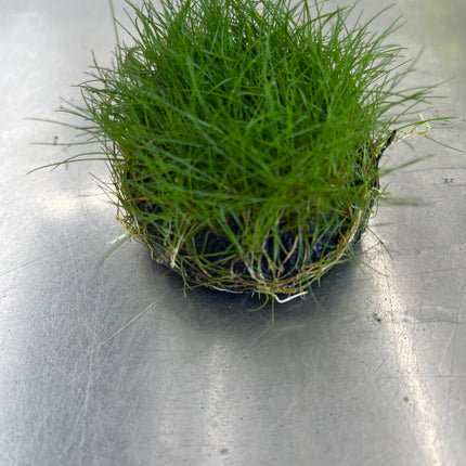 Lush Green Dwarf Hairgrass Carpet Plant for Stunning Freshwater Aquascapes