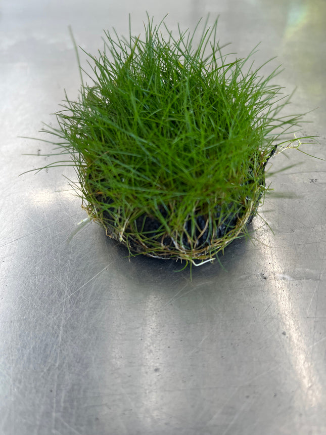 Lush Green Dwarf Hairgrass Carpet Plant for Stunning Freshwater Aquascapes