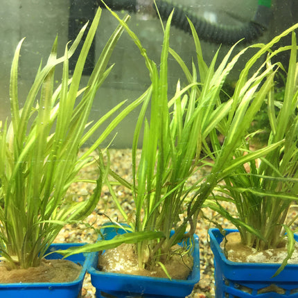 Vibrant Cryptocoryne Retrospralis Live Aquarium Plant - Easy Care Midground Freshwater
