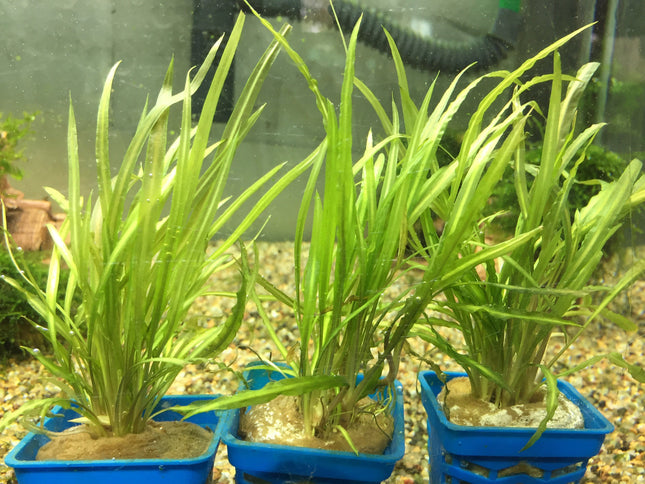 Vibrant Cryptocoryne Retrospralis Live Aquarium Plant - Easy Care Midground Freshwater